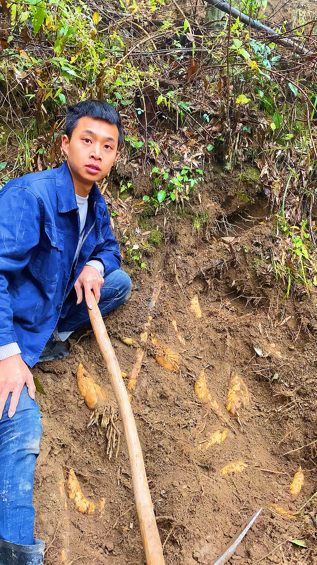 挖笋#今天上山发现一根竹鞭都是冬笋,太多了.