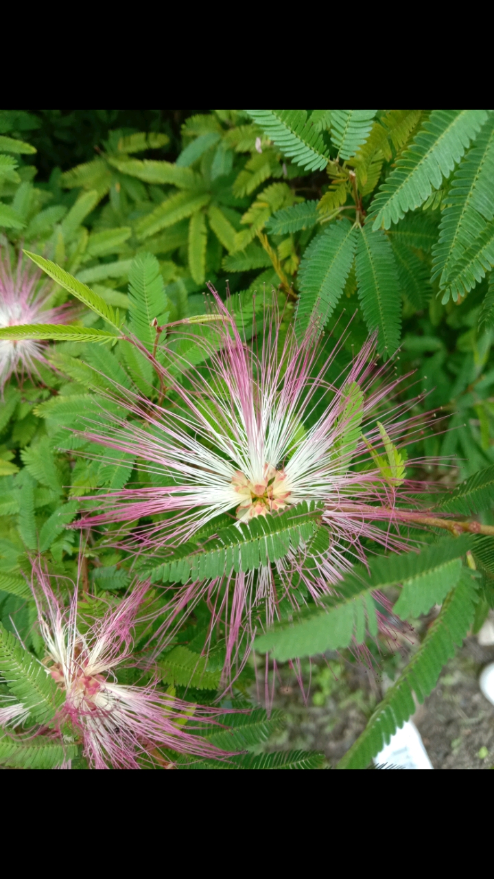 乡村生活#丝绒花,银杏成熟季