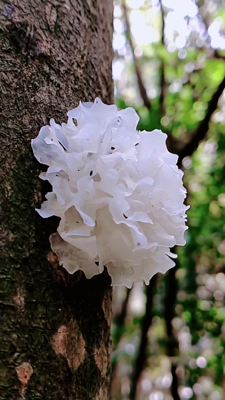 诗画方寸#发现山林里的一棵树上纯天然的银耳,我拍了视频,却没舍蹬鲻