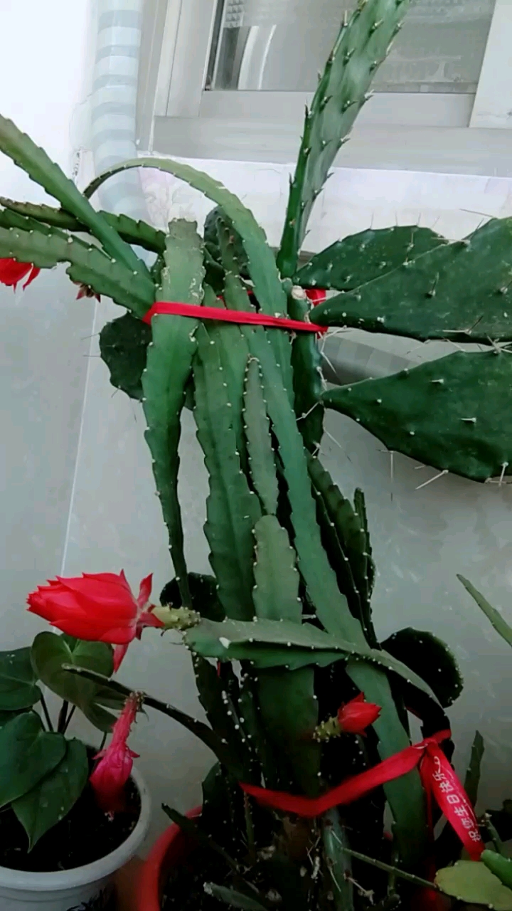 我的小花园#仙人掌架接令箭荷花