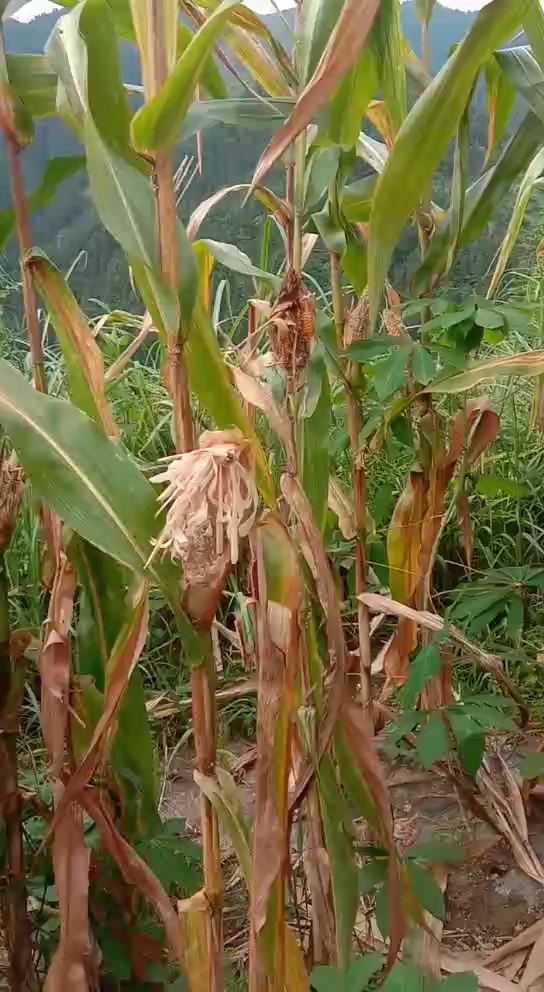 今年种的玉米全都被老鼠啃光了