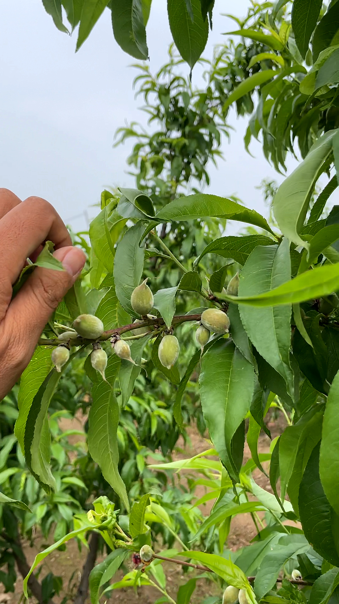 桃树何时疏果第一大小果分明的时候第二时间上谢花后4周左右第三大小