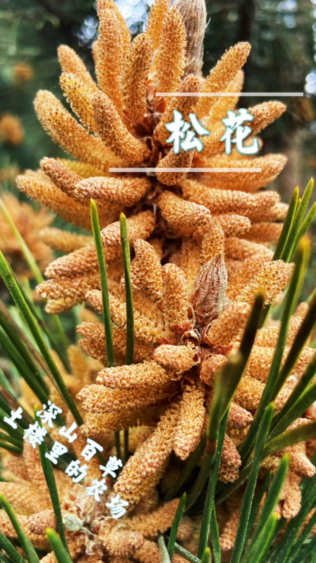 #健康养生#多少人没见过松花,它的粉泡酒小时候太爷每晚都要小抿一口.