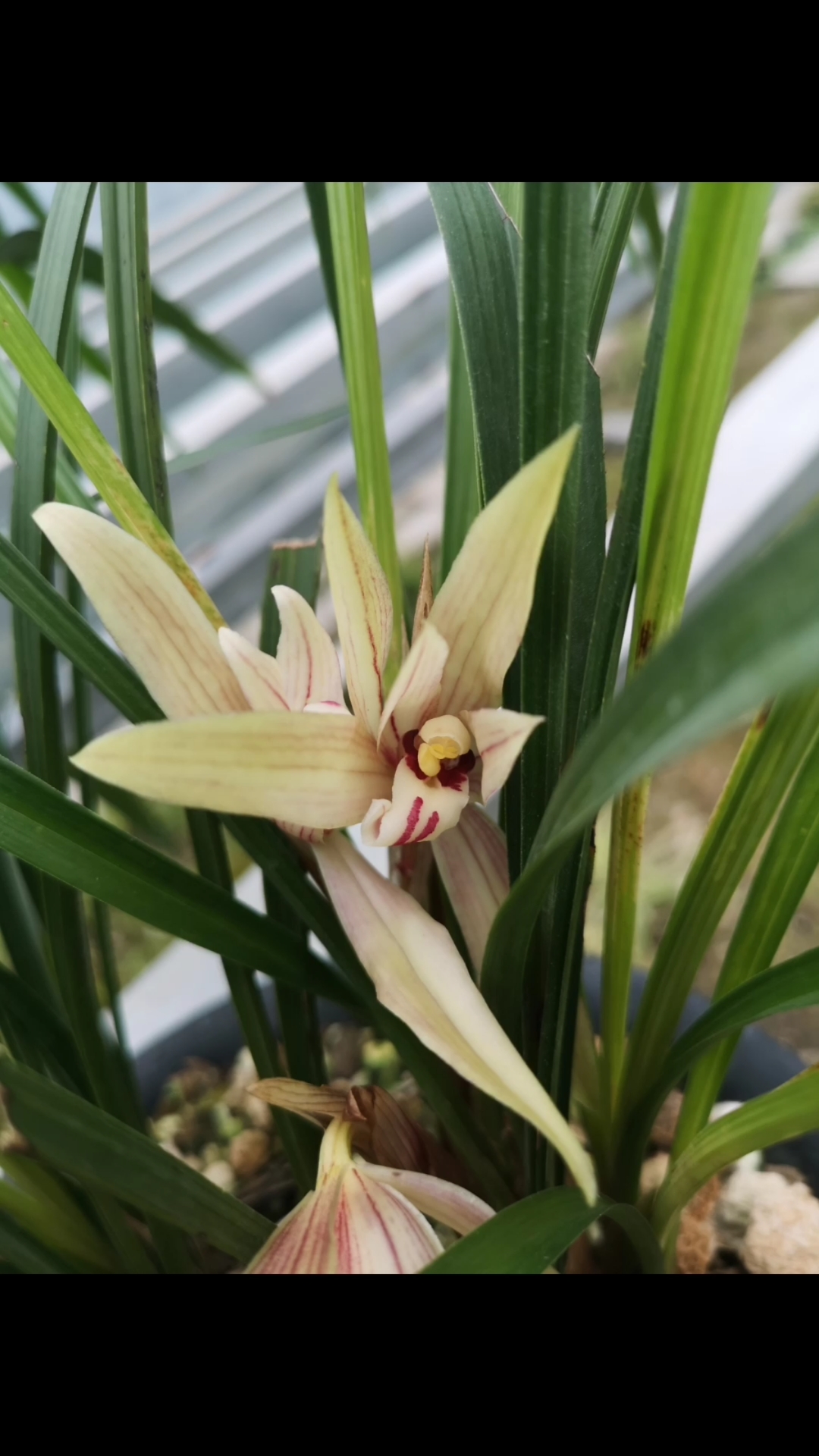 春剑雪兰大花一杆双花