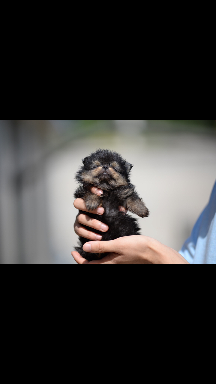每日萌宠#铁包金博美犬,好小好小,就是不长个子,你以后是茶杯犬嘛