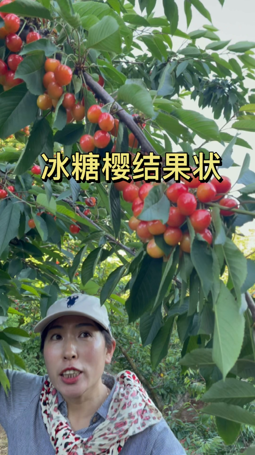 瑞丰车厘子苗冰糖樱大樱桃产量高口感好自花授粉易管理吃了冰糖樱再吃