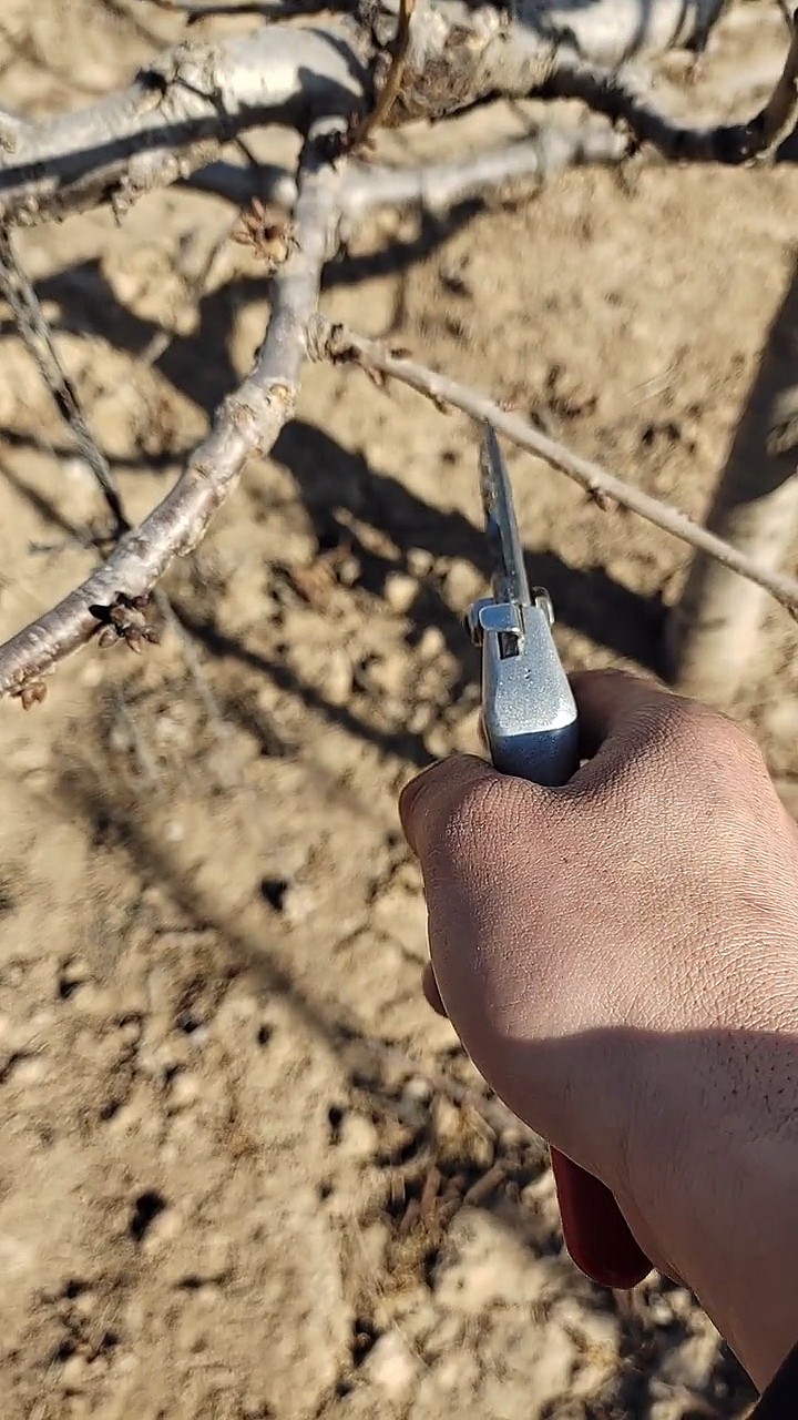 大樱桃修剪继续分享,这种条枝怎么剪