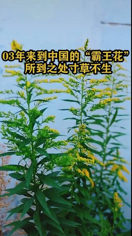 03年来到中国的霸王花,所到之处寸草不生-度小视