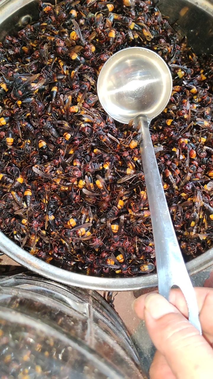 马蜂窝#起锅烧油.油炸马蜂一万几千只吃到嘴起泡