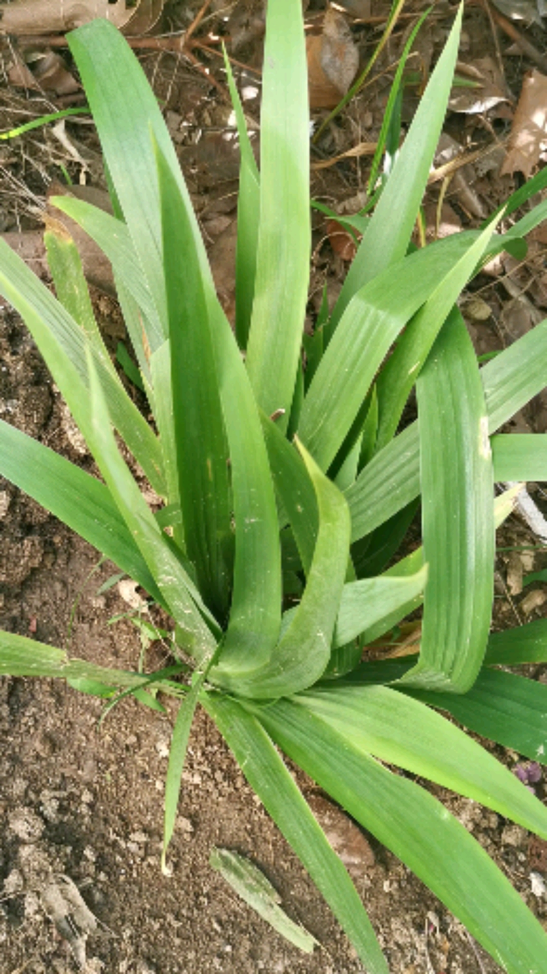 鸢尾草果实图片