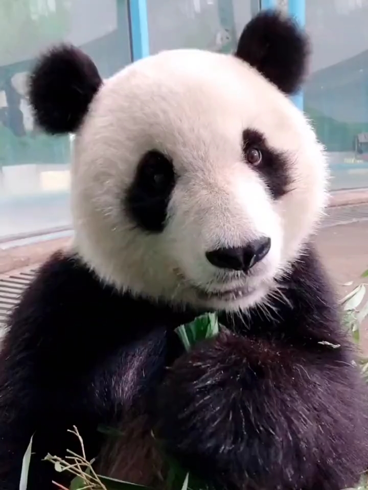 漂亮的格格来啦!#国宝大熊猫