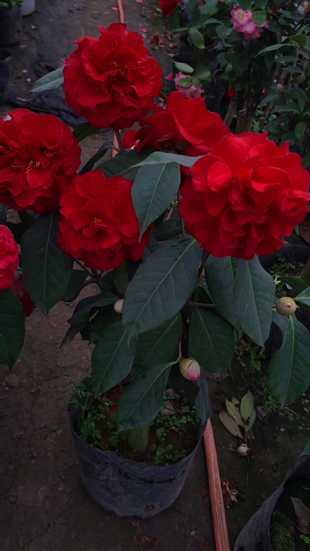 茶花丹巴通巨型花深红色.