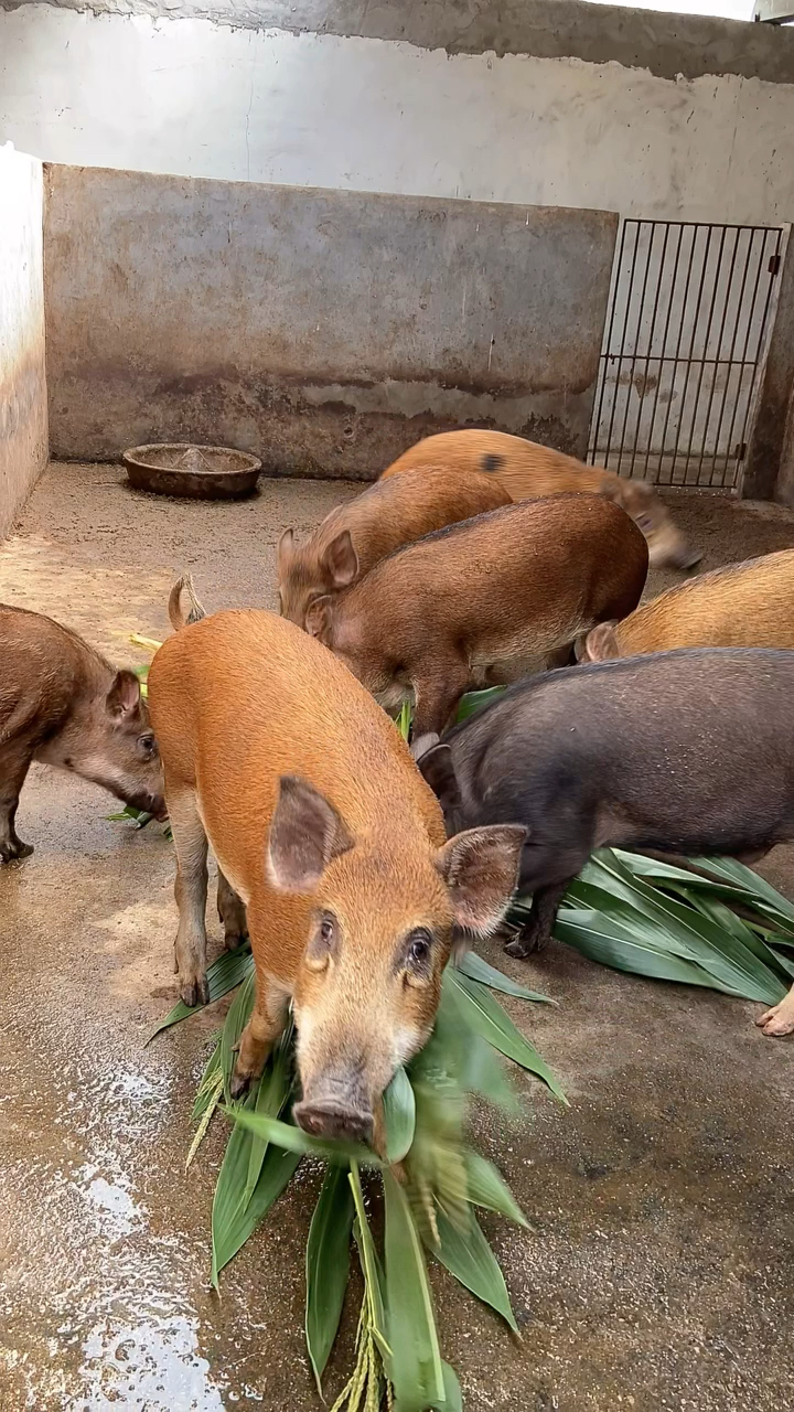 重庆野猪养殖基地哪里有正规的野猪养殖场