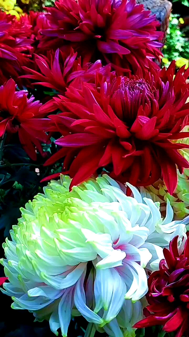 菊花展#轻肌弱骨散幽葩,更将金蕊泛流霞,欲知却老延龄药,百草摧时始