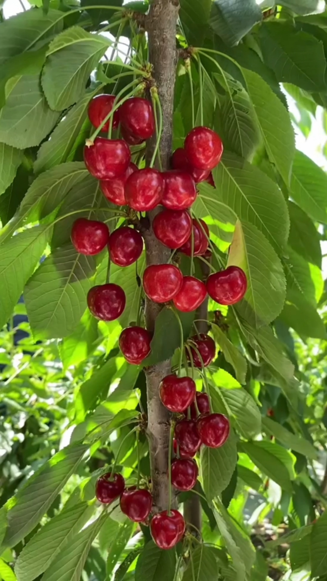 科迪亚樱桃果实个大,硬度高,果实黑红色,风味浓,果柄长属于中晚熟品种