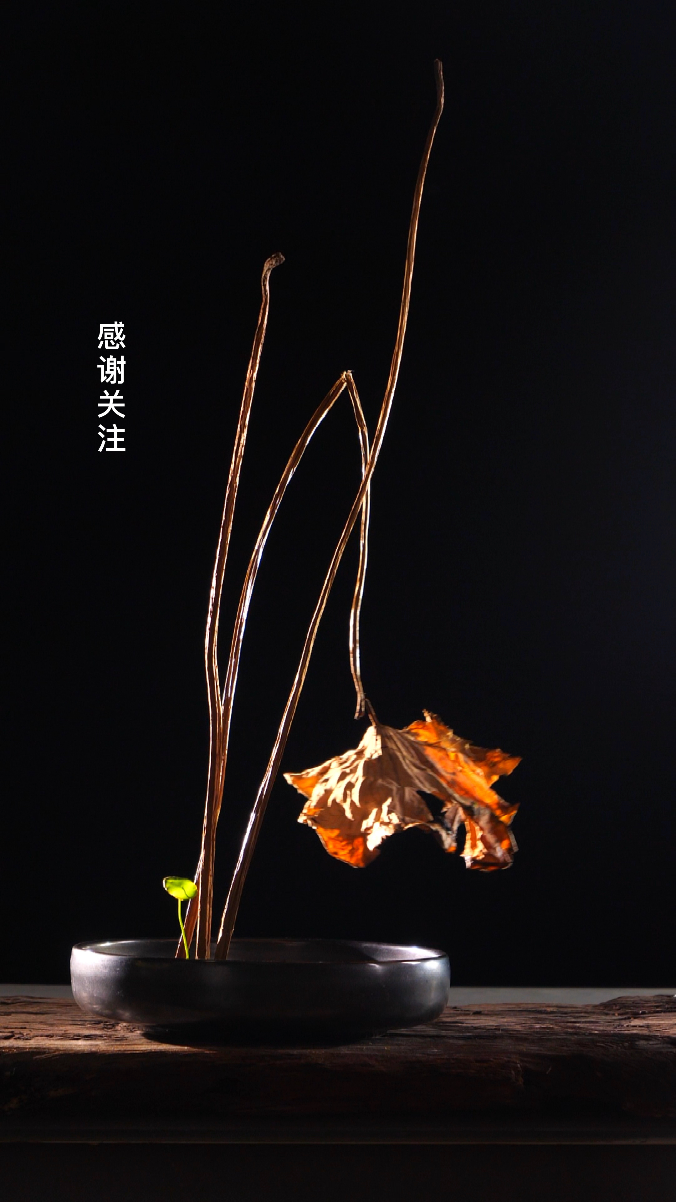 插花艺术#残荷听雨