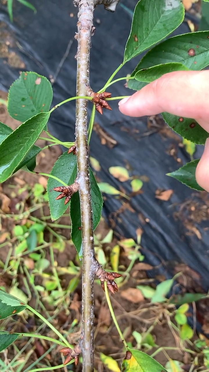 大樱桃苗,如何区分大樱桃树的花芽与叶芽