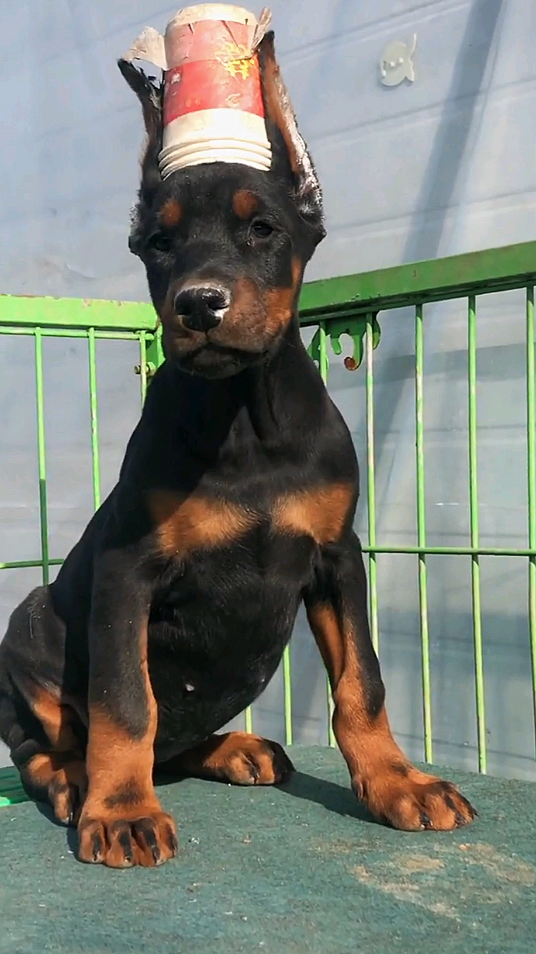 双血统杜宾犬纯种健康好饲养