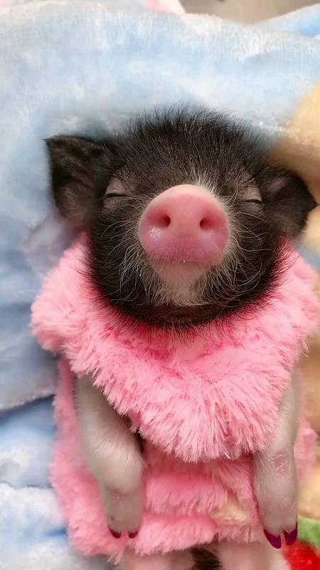 这小鼻子想不想咬一口#小香猪