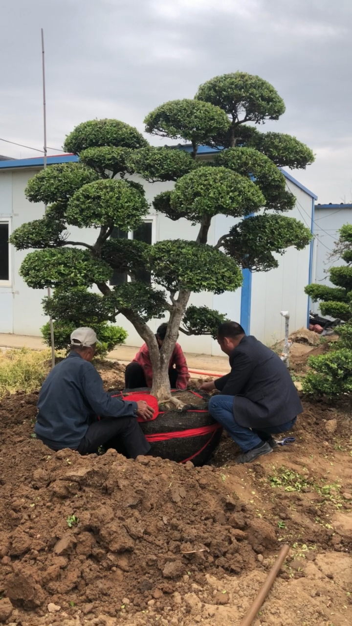 门前庭园风景树#两棵精品黄杨造型发车河北石家庄