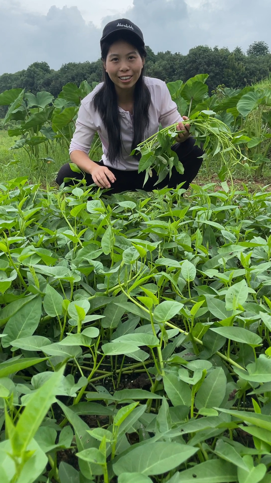 这样爬藤的空心菜吃过吗?
