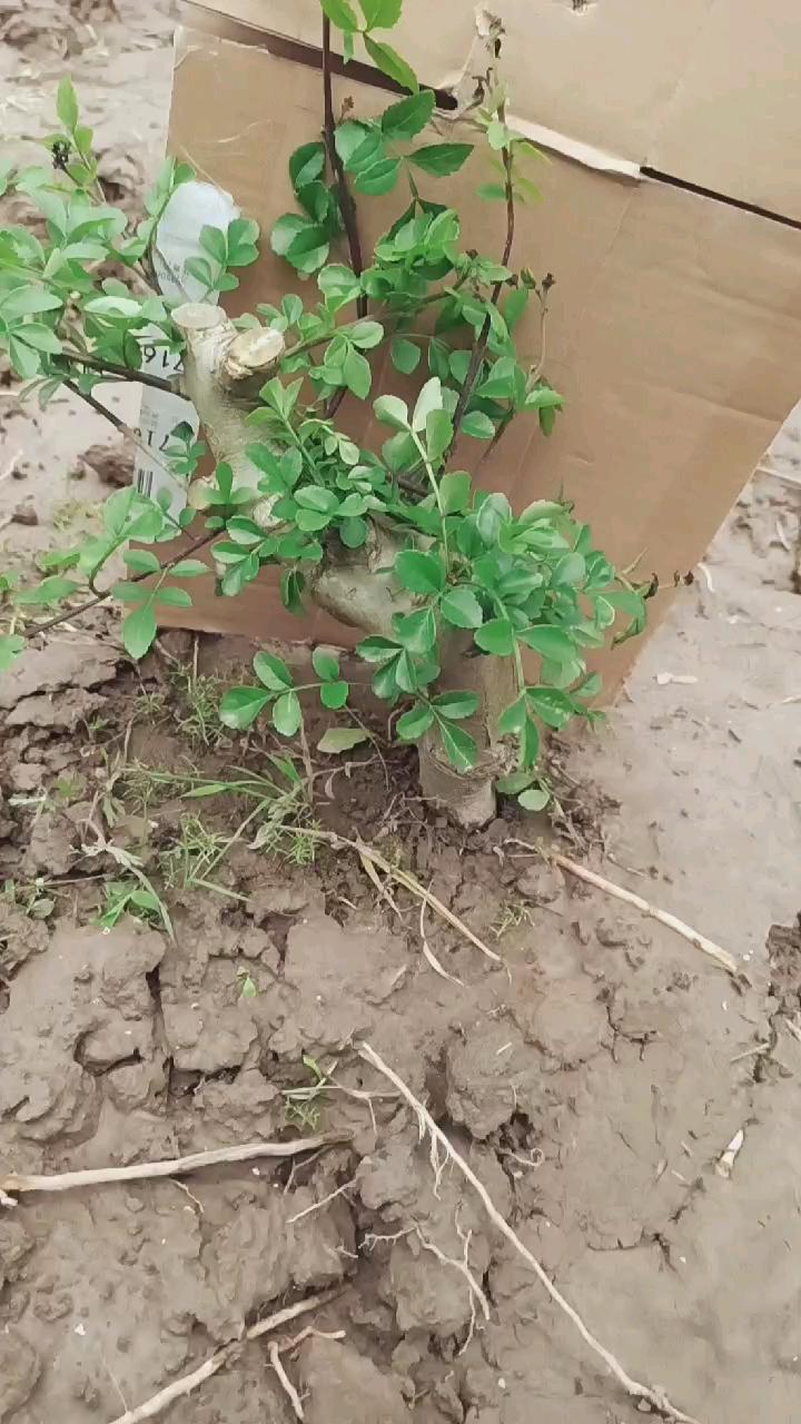 千奇百怪盆景桩#湖北对节白蜡盆景熟桩002号66元