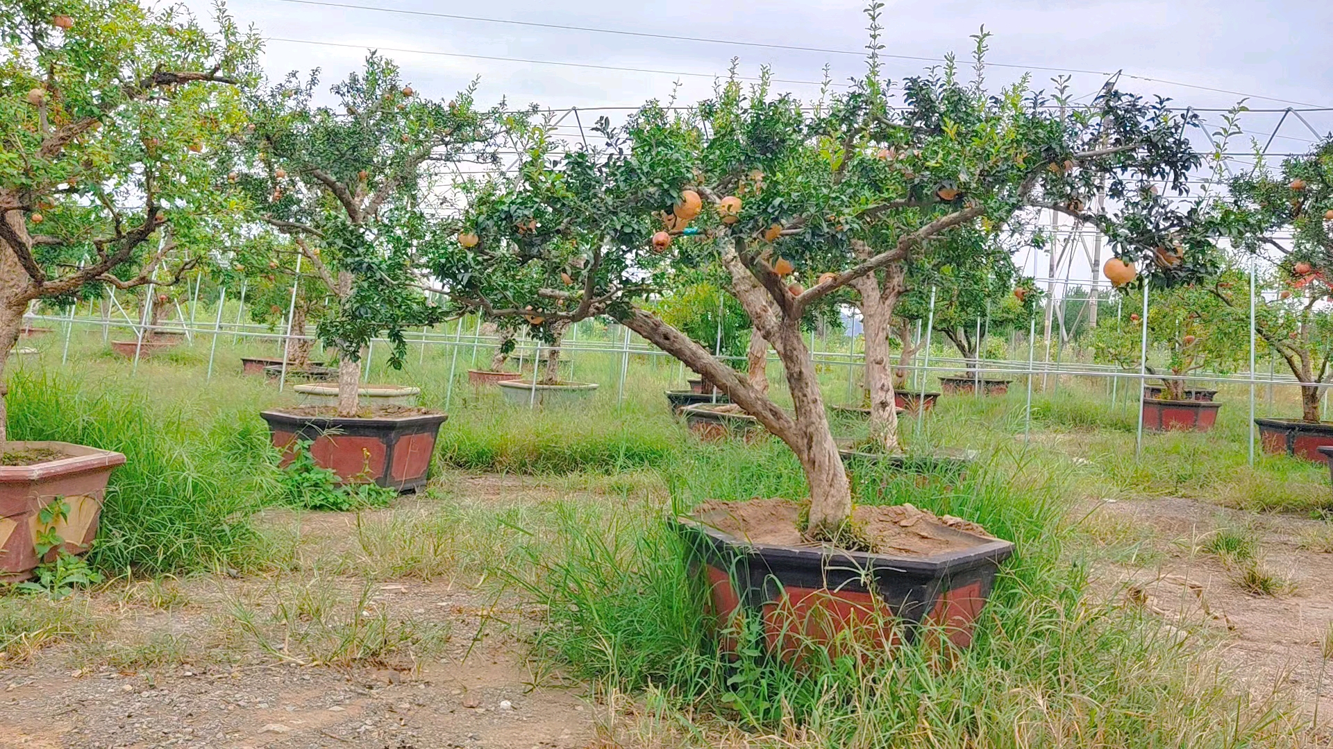 庭院景观#造型大红袍石榴树,适合假山鱼池景观绿化,石榴多籽寓意多子