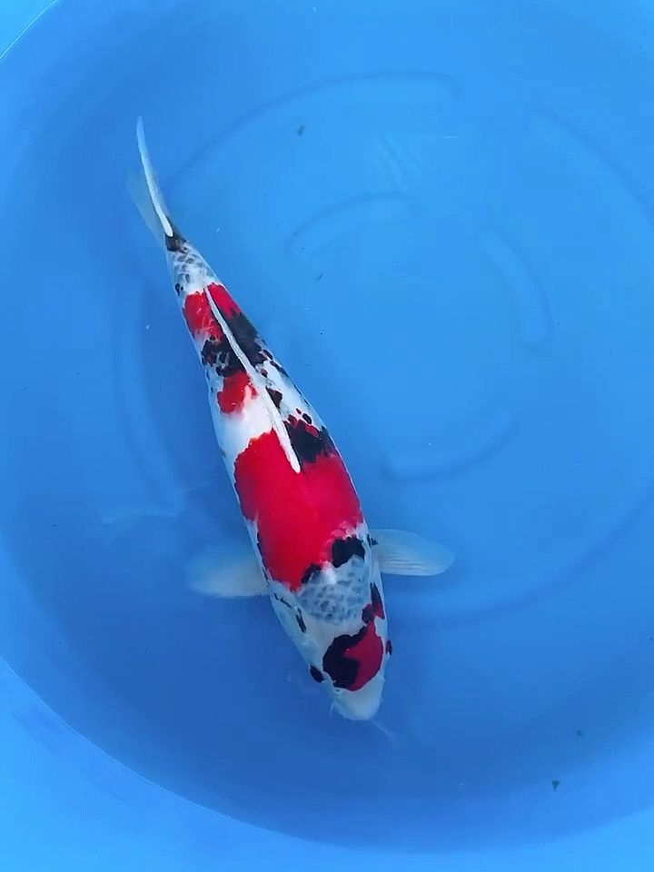 锦鲤#大日昭和锦鲤