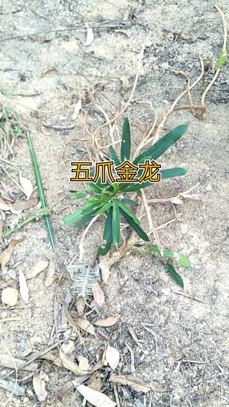 今天本来要去挖野生牛大力,好久找不到,只好挖一株十几年的野生五爪