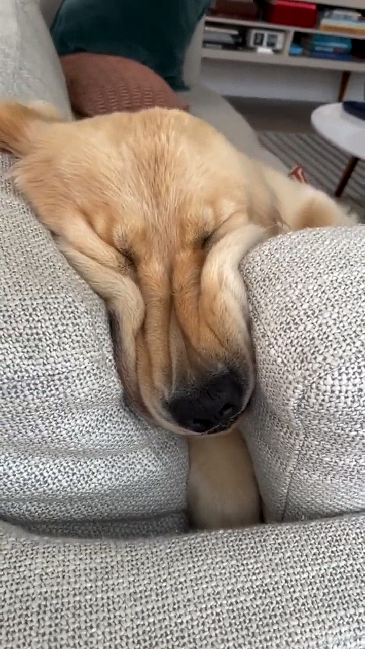 家有萌宠#本宝宝已困成狗了