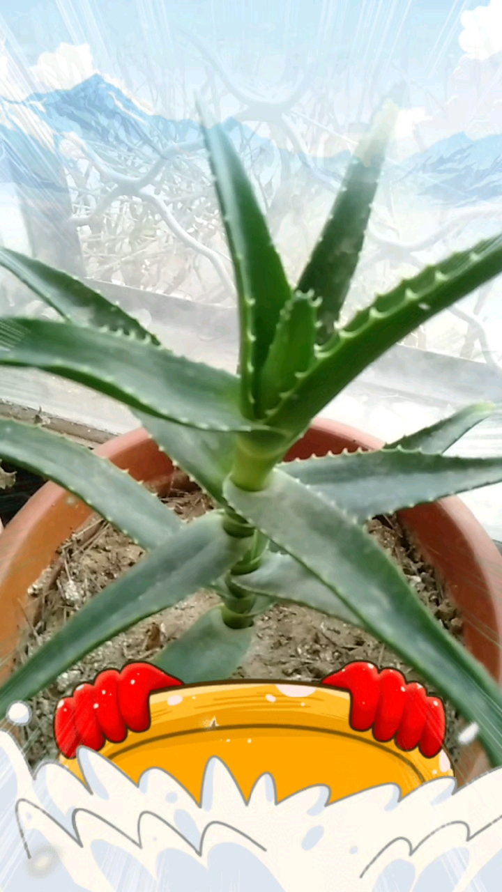 芦荟开花结果