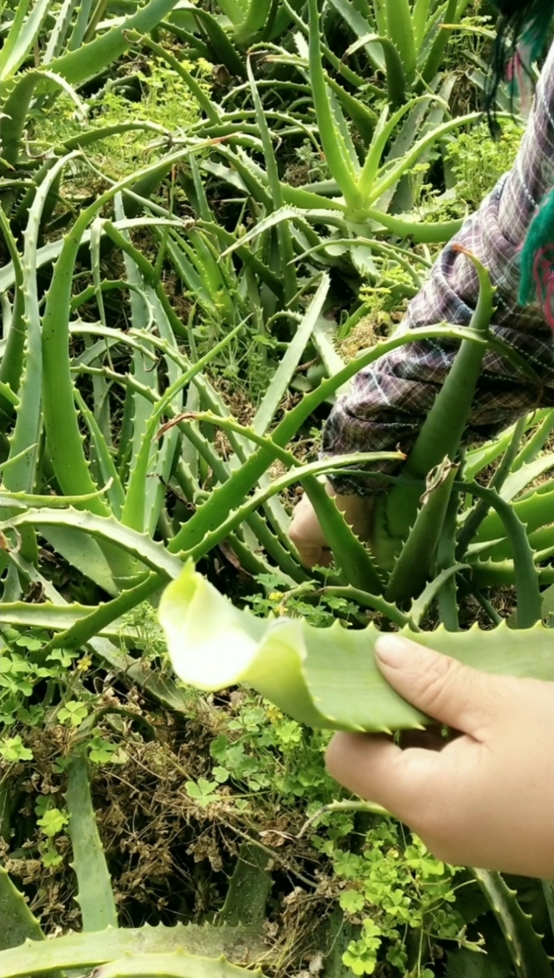 木立芦荟真实图片