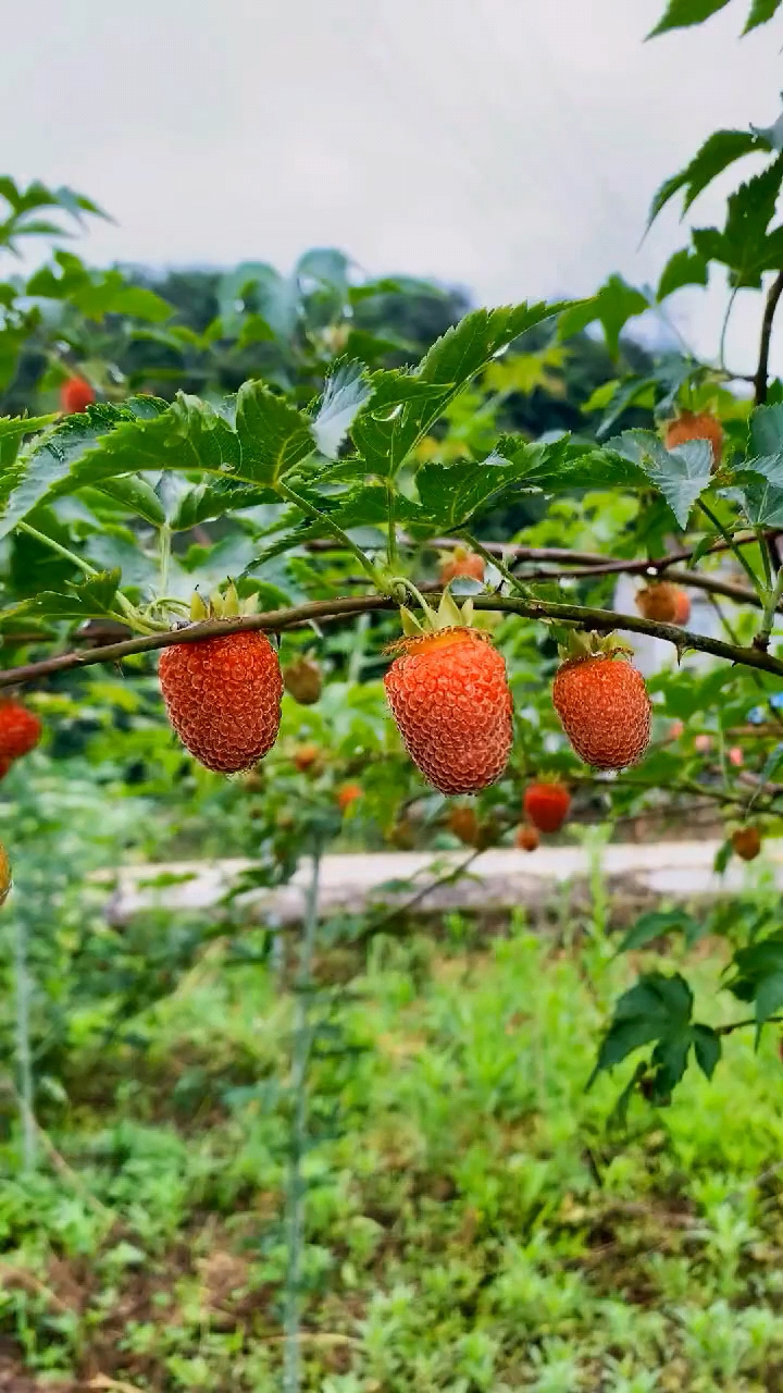 小时候的美食#这个树莓小时候经常吃,全是野生的