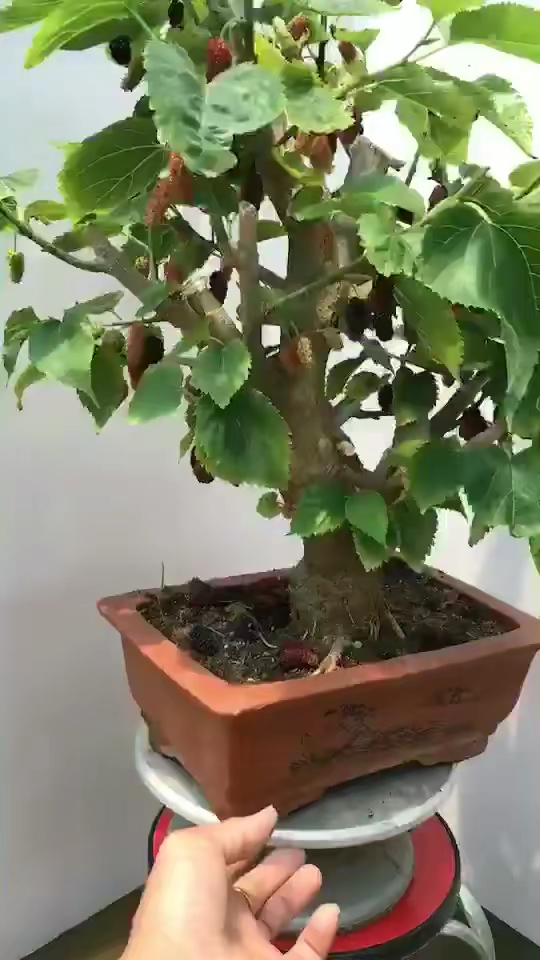 果桑盆景满树挂果