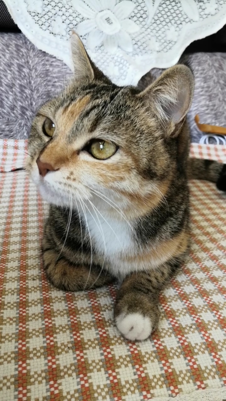 混血狸花猫#真是乖巧小猫叫一声就答一声