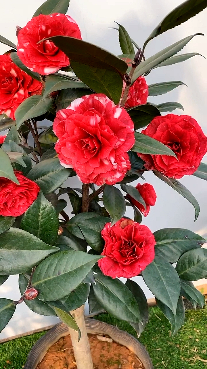 茶花#复色红叶贝拉茶花!