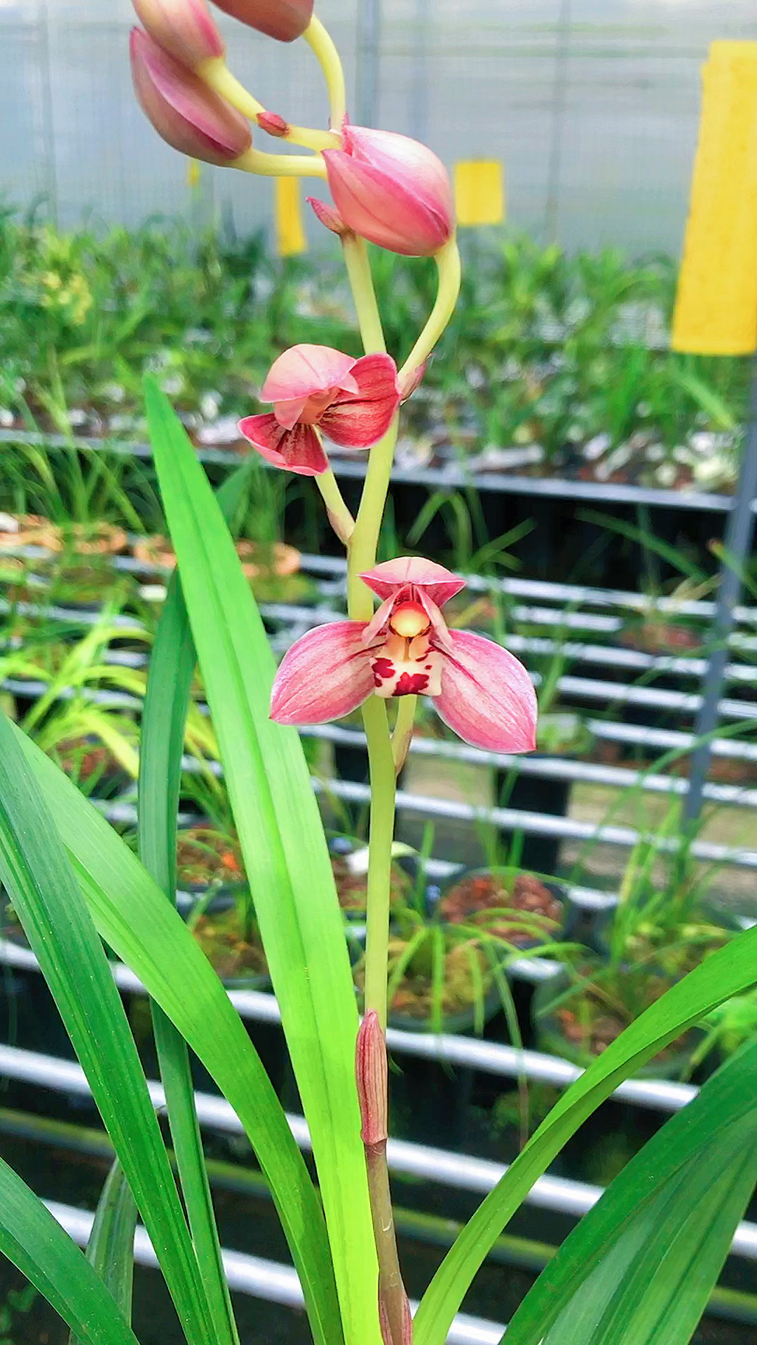 兰花建兰红玉花高出架