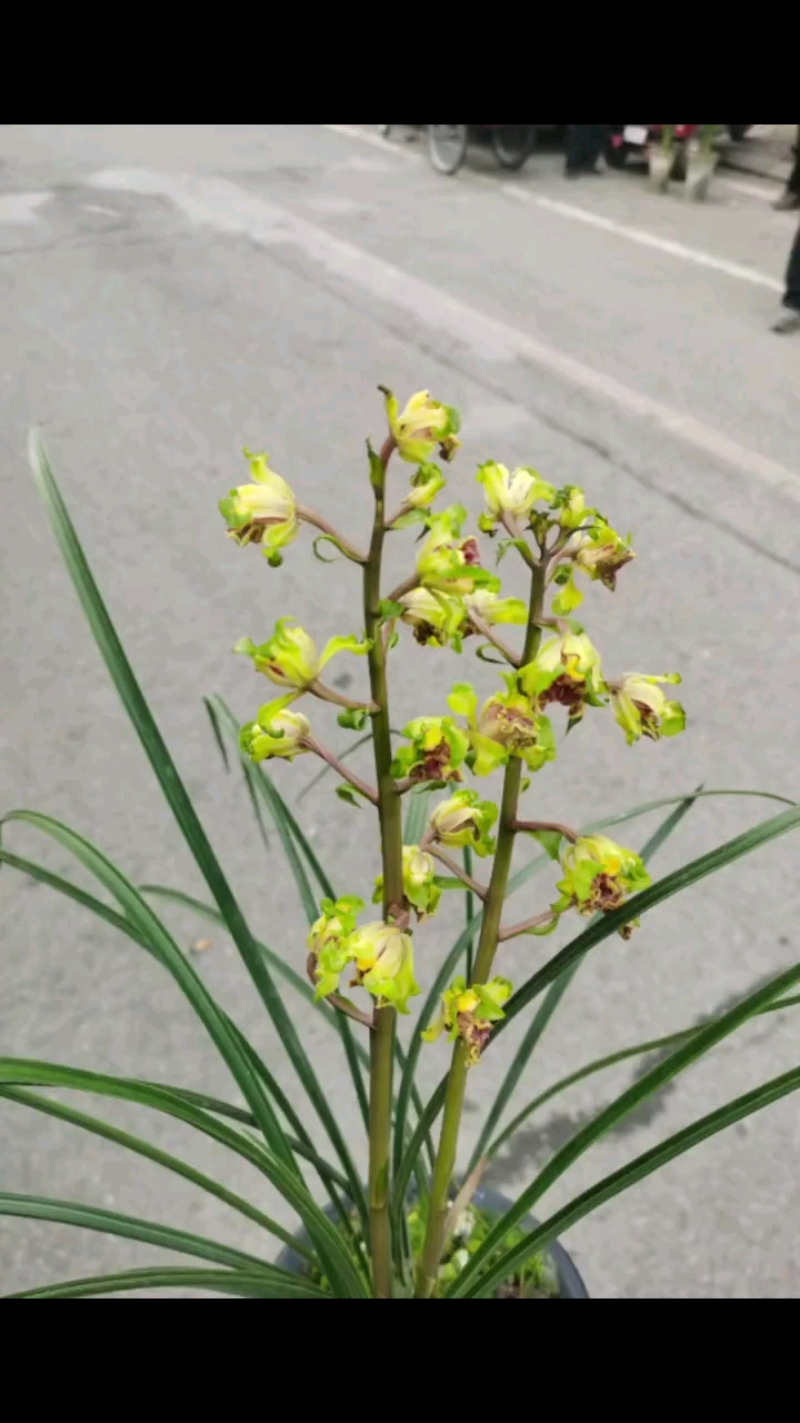 蕙兰大白菜严州彩云