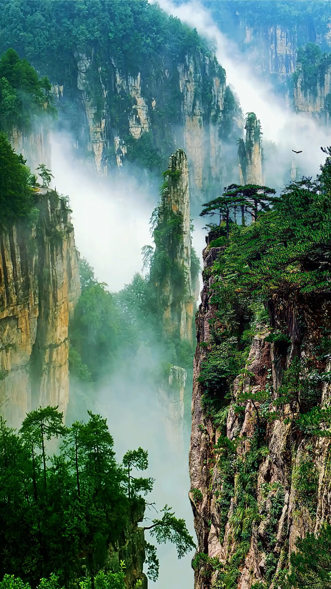 我想一定是仙界某位仙人,一不小心打翻了一盘大盆栽,盆栽跌入凡间才