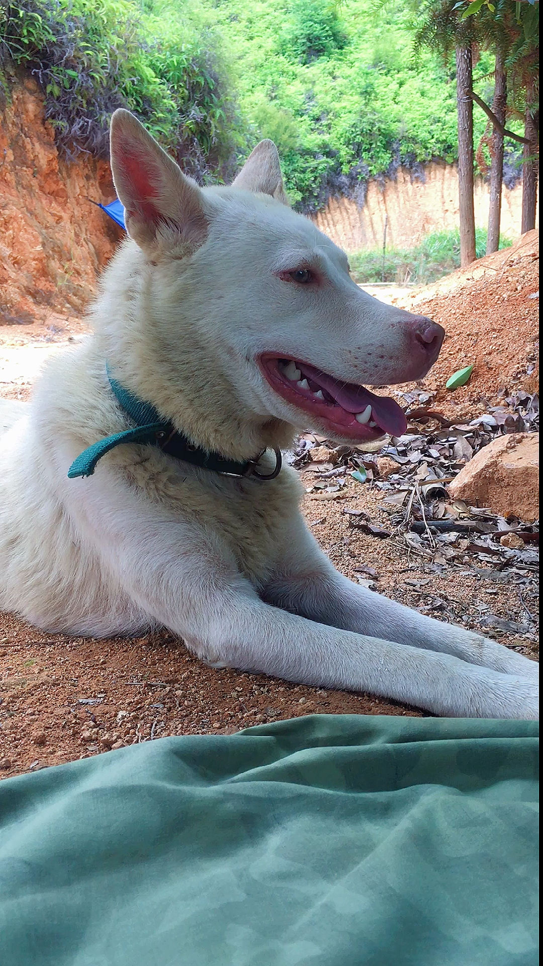 中华田园犬中华有好狗,生于田园间,农村总少不了叫旺财或阿财的土狗
