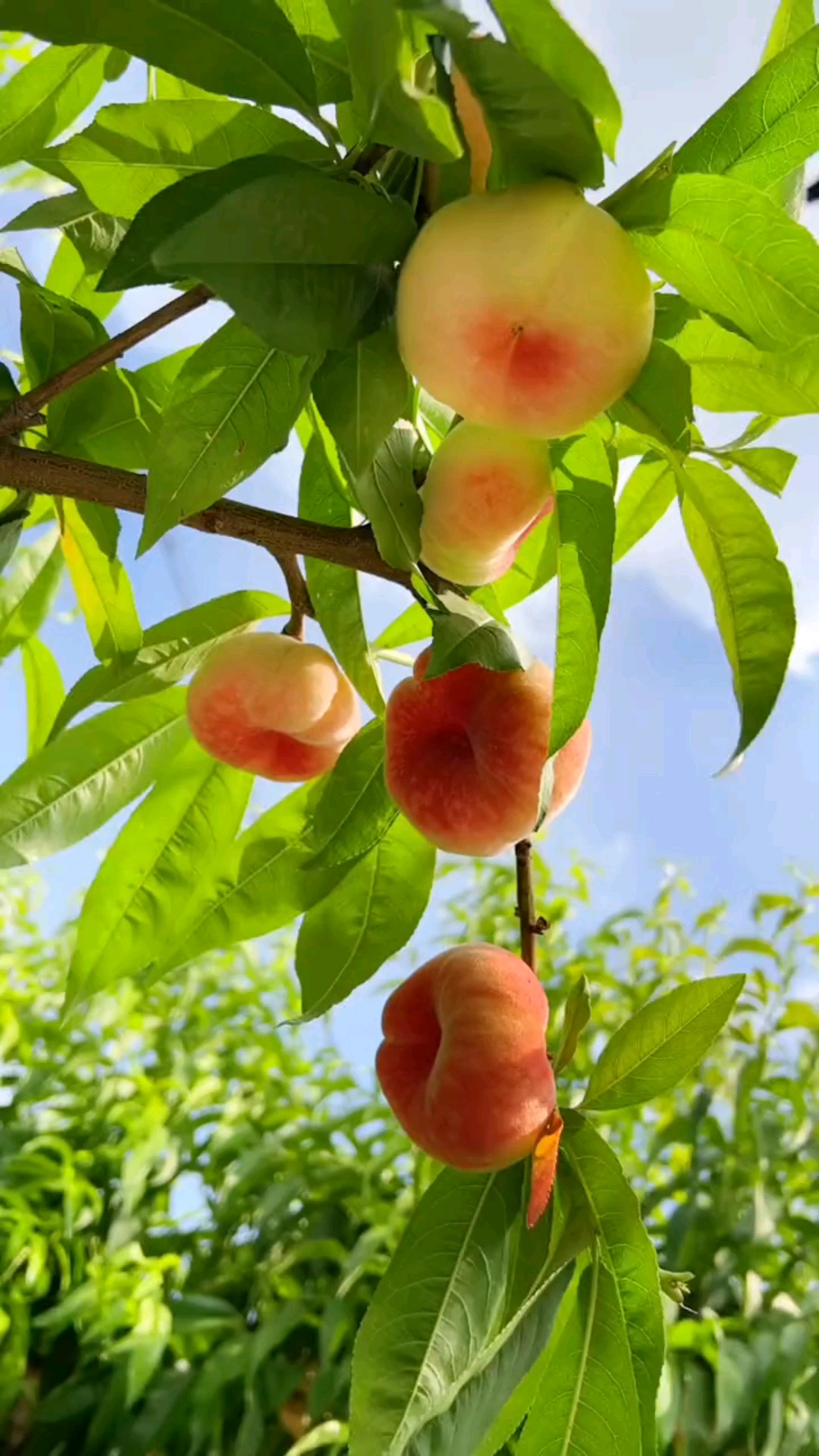 夏天的桃子熟了,"桃"你欢心,"子"为有你,所以美好.