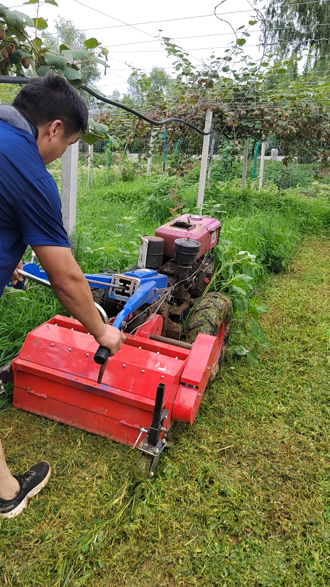 秸秆还田机#手扶碎草还田机秸秆还田机碎草机