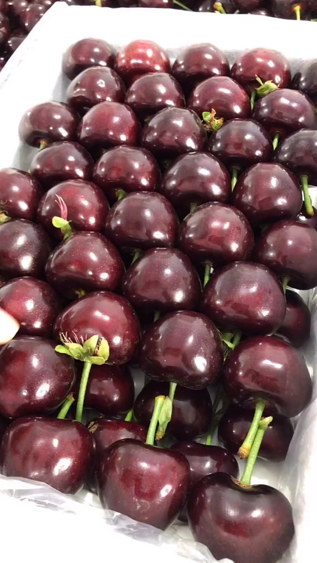 适应南北方种植的美国一号大樱桃品种