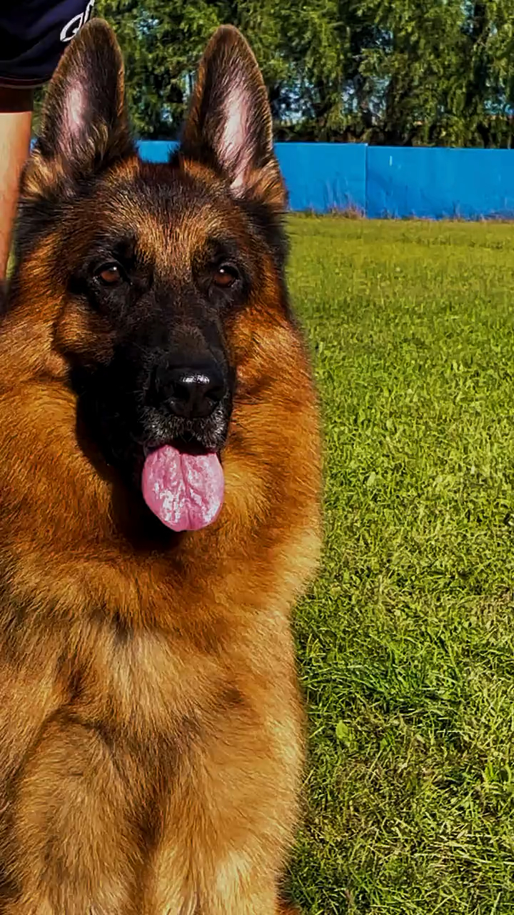 德国牧羊犬#冠军犬后代黑虎.-度小视