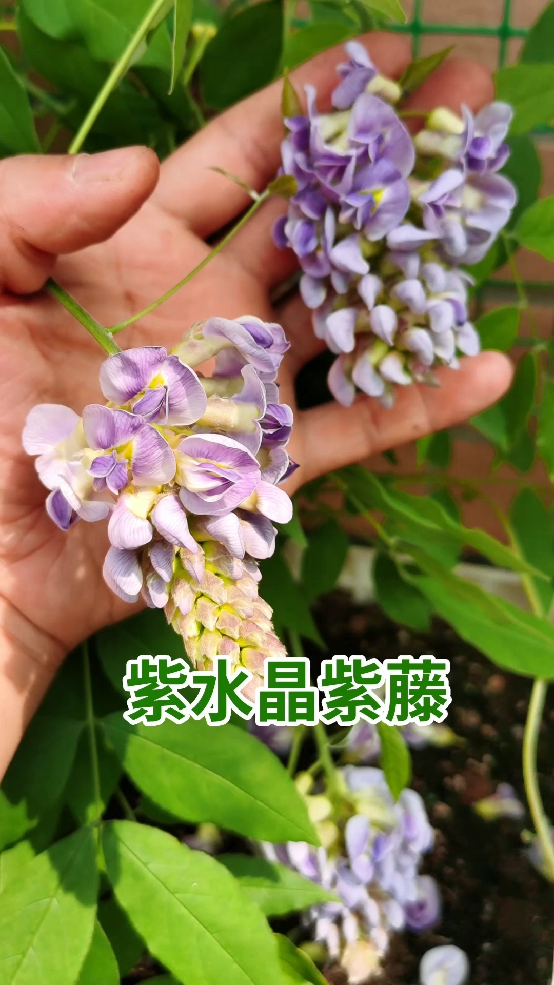 分享养花经验听说你的院子少一颗能开三季花的紫水晶紫藤