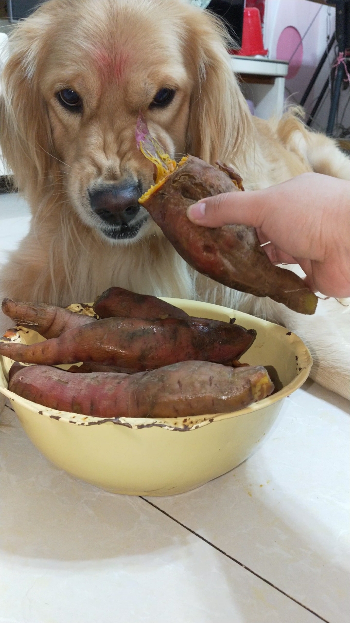 我说我爱吃地瓜,我妈说小时候她家狗就是吃这个长大的