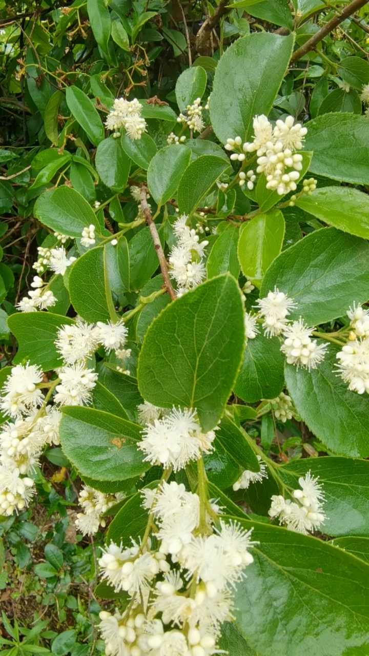 药材檀香木跟白檀香一样吗?