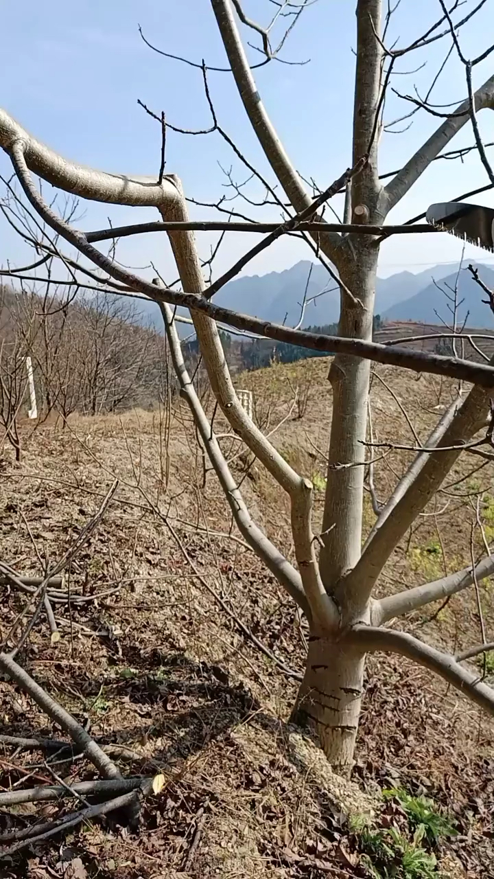 核桃树嫁接正当时,赶紧采集接穗开始嫁接了