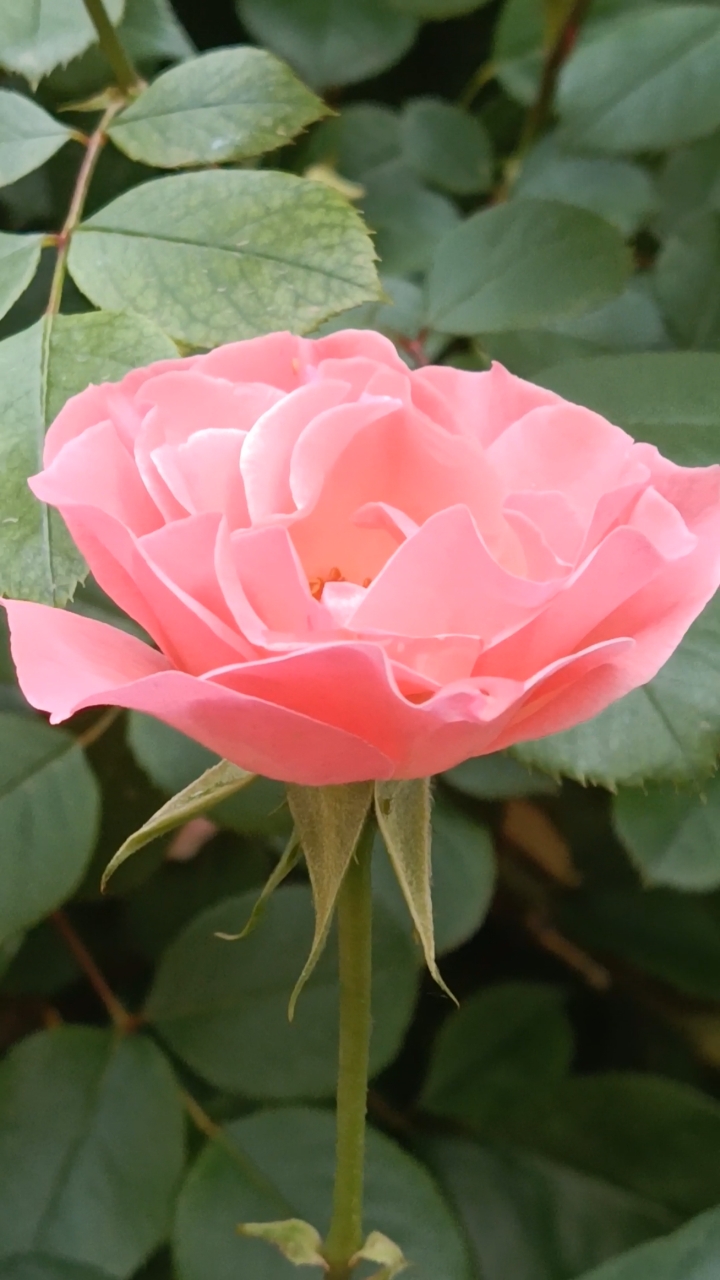 五一出游记#鲜艳美丽的粉色月季花!