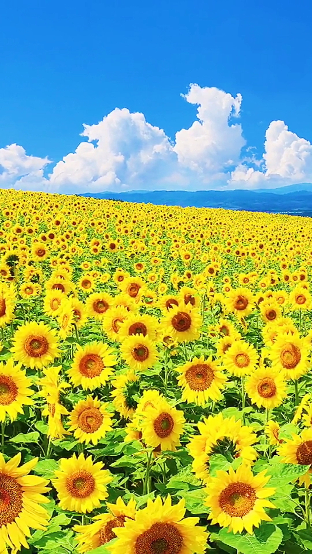 春日野餐好去处#蓝天白云下.花的海洋.向日葵!